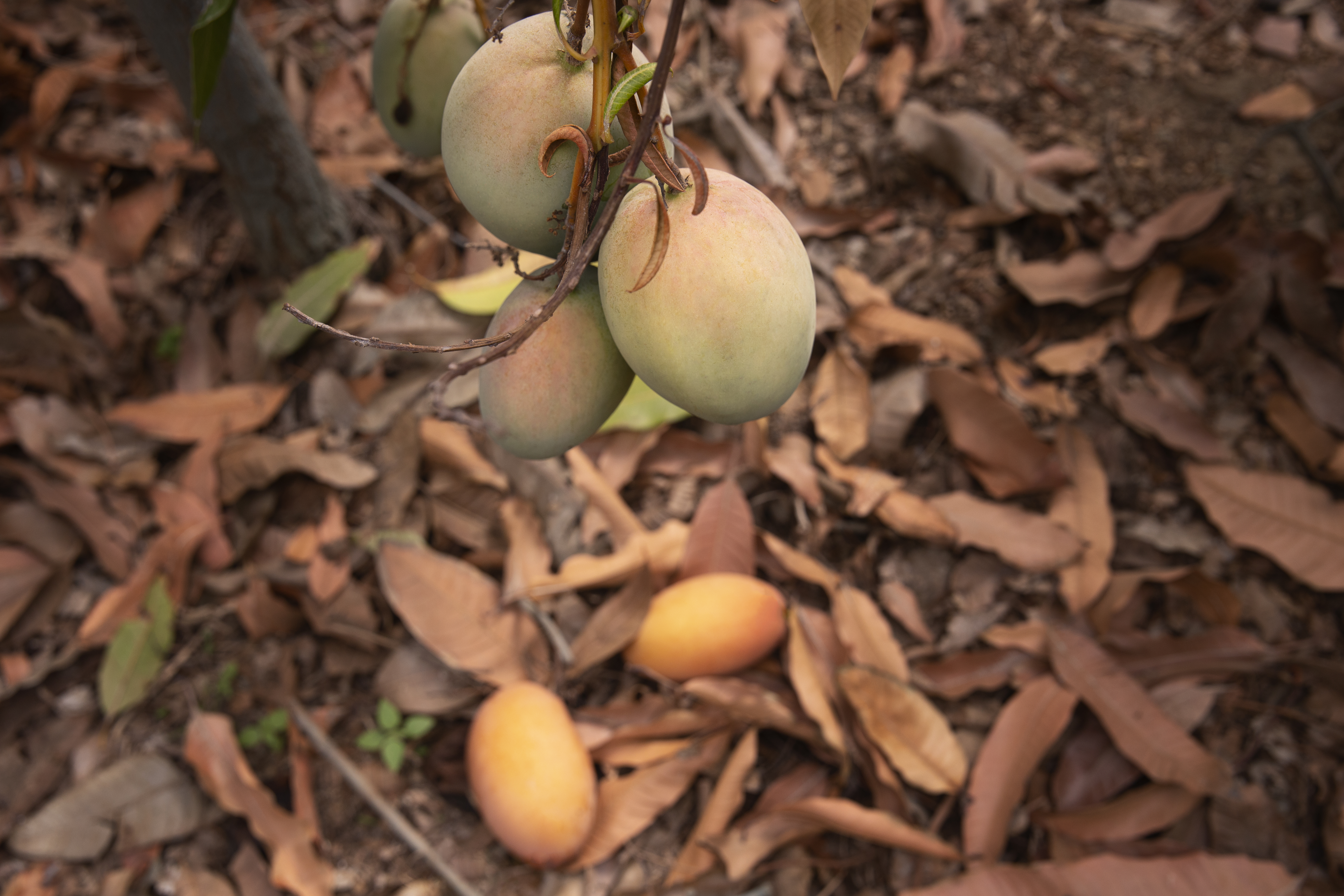 Tackling Mango Diseases in Côte d’Ivoire: Dr Yéfoungnigui Souleymane YEO’s research findings thumbnail